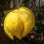 Вилла Lemon Tree Garden Near Mirtos *