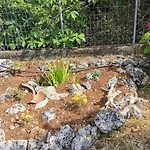 Lemon Tree Garden Near Mirtos