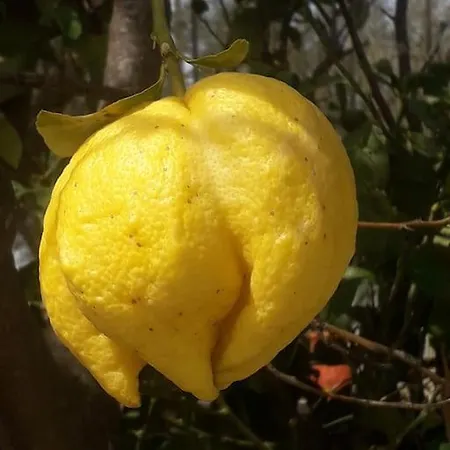 ヴィラ Lemon Tree Garden Near Mirtos *