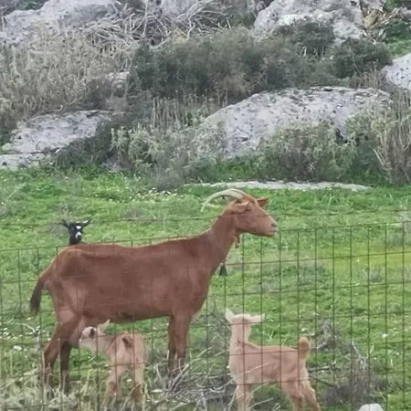 Lemon Tree Garden Near Mirtos Villa *