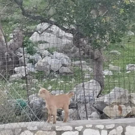 Lemon Tree Garden Near Mirtos Villa Divarata