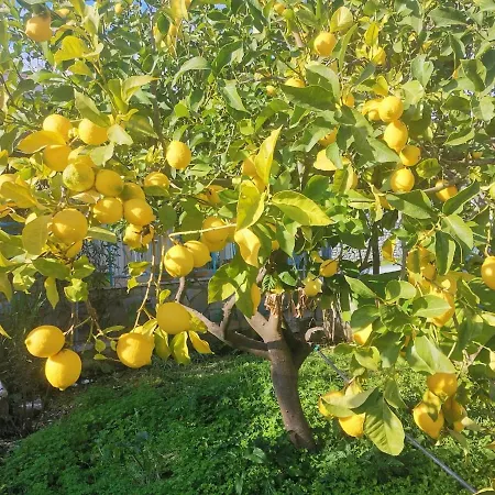 Lemon Tree Garden Near Mirtos